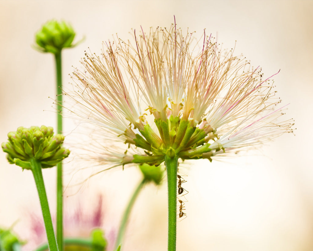 The Albizzia flower, a key natural ingredient in Q Life Aller Ease for allergy relief.