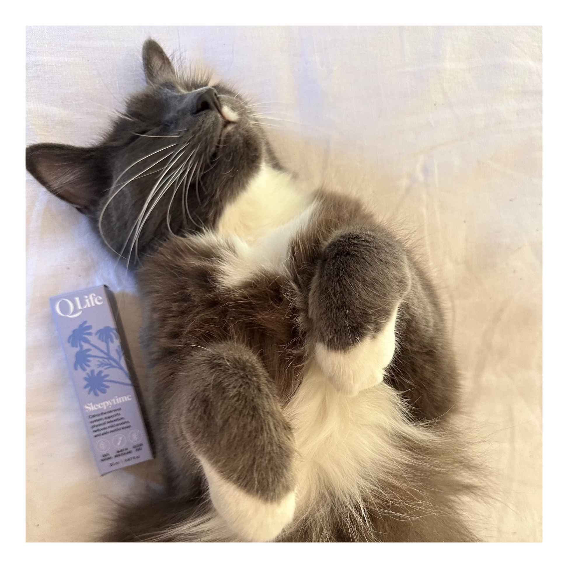 Sleepytime drops for Pets natural herbal anxiety relief for calm and restful sleep